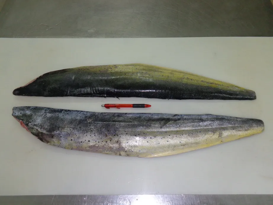 MahiMahi Fillet Skin On MahiMahi PT Era Mandiri Cemerlang