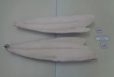 Oilfish Fillet Skin On