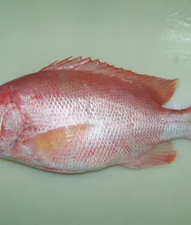 Red Snapper